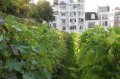 JA TV : l'�mission 111 dans les vignes de Montmartre