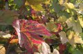 JA TV : l'�mission 111 dans les vignes de Montmartre