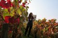 JA TV : l'�mission 111 dans les vignes de Montmartre
