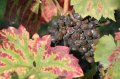 JA TV : l'�mission 111 dans les vignes de Montmartre