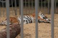 JA TV : l'�mission 116 au Cirque Pinder