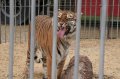 JA TV : l'�mission 116 au Cirque Pinder
