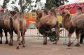 JA TV : l'�mission 116 au Cirque Pinder