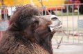 JA TV : l'�mission 116 au Cirque Pinder