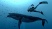 Endless Ocean 2 : Aventuriers des Fonds Marins