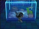 Animal Crossing