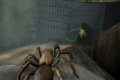 Deadly Creatures
