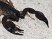 THQ Gamer's Day > Deadly Creatures imag�