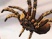 Deadly Creatures : carnet de d�veloppeur