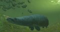 Premi�res images pour Endless Ocean 2