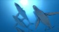 Premi�res images pour Endless Ocean 2
