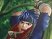 Fire Emblem met le feu