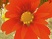 Flower : encore une vid�o envo�tante