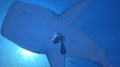 Forever Blue se jette � l'eau