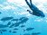 Endless Ocean : images en apnée