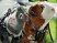 G-Force s�me la zizanie en images