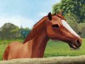EXCLUSIF : Horse Life