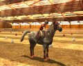 Horse Life 2 en exhibition