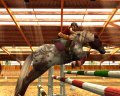 Horse Life 2 en exhibition