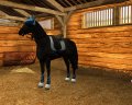 Horse Life 2 en exhibition