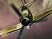 IL-2 Sturmovik : Birds of Prey annonc�