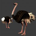 Jambo ! Safari annonc� sur Wii et DS