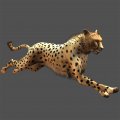 Jambo ! Safari annonc� sur Wii et DS