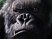 4,5 millions pour King Kong