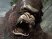 King Kong