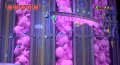 Klonoa : une vingtaine d'images