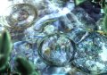 Let's Tap �galement dat� et imag�
