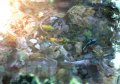 Let's Tap tapote en images et en vid�o