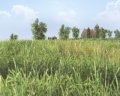 Men of War : images tr�s nature