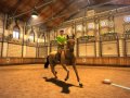Mon Cheval et Moi galope en images