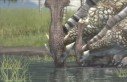 Monster Hunter