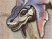 Monster Hunter 3 : plus d'images