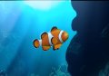 My Aquarium noie le poisson