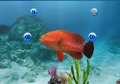 My Aquarium noie le poisson
