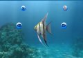 My Aquarium noie le poisson
