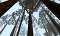 Myst