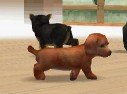 Nintendogs