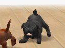 Nintendogs