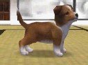 Nintendogs