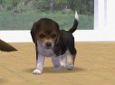 Nintendogs
