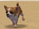 Nintendogs