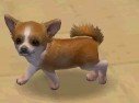 Nintendogs