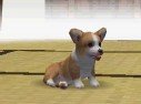 Nintendogs