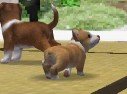 Nintendogs