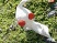 Des images pour Pikmin 2 Wii