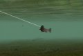 E3 09 > Reel Fishing s'exhibe